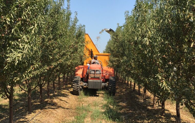 A red mechanical harvester moves down rows of almond trees in a California orchard, shaking and collecting nuts
