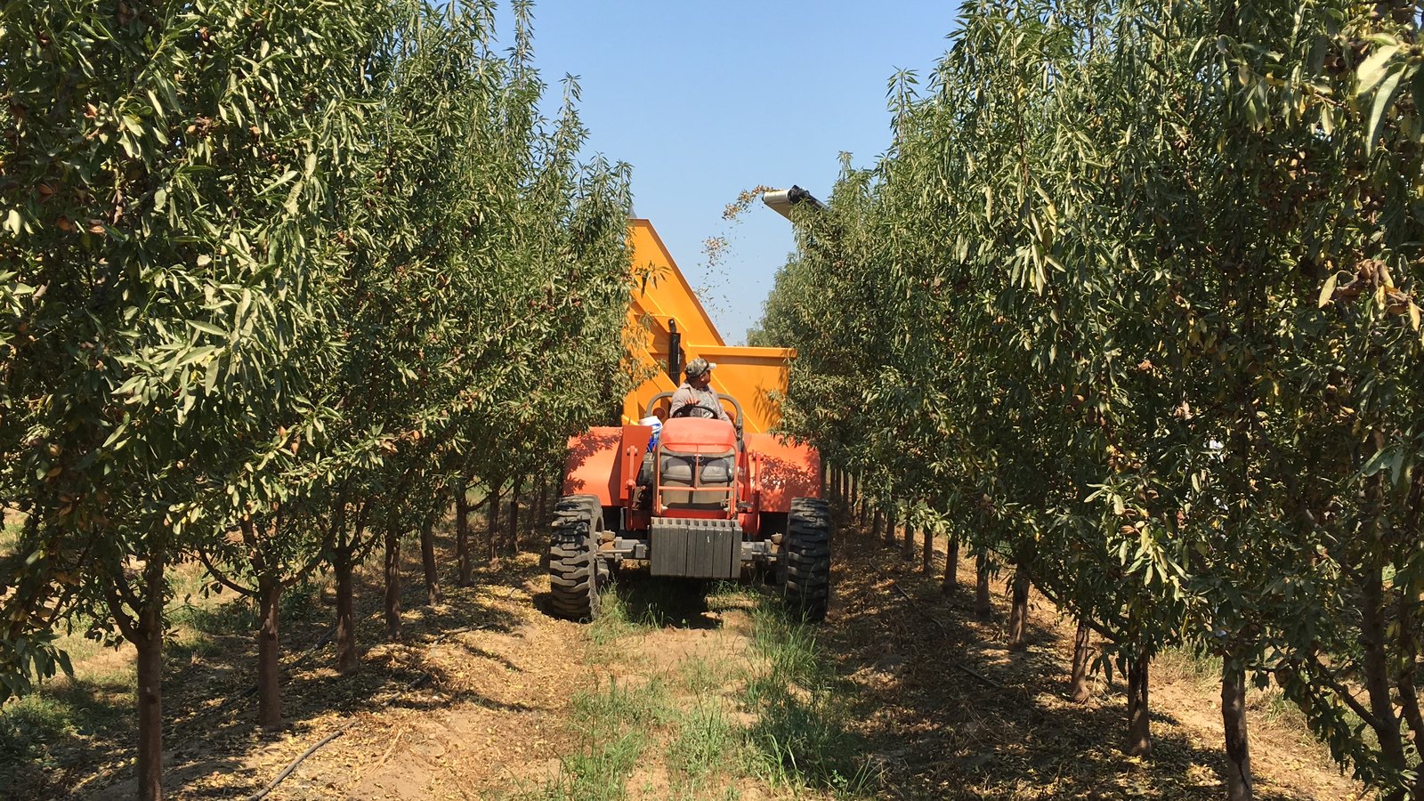 A red mechanical harvester moves down rows of almond trees in a California orchard, shaking and collecting nuts