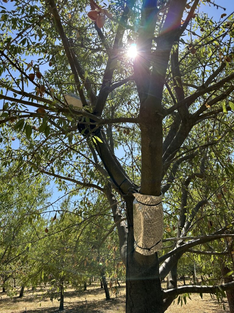 Almond tree trunk with monitoring equipment and sun peeking through branches in an orchard