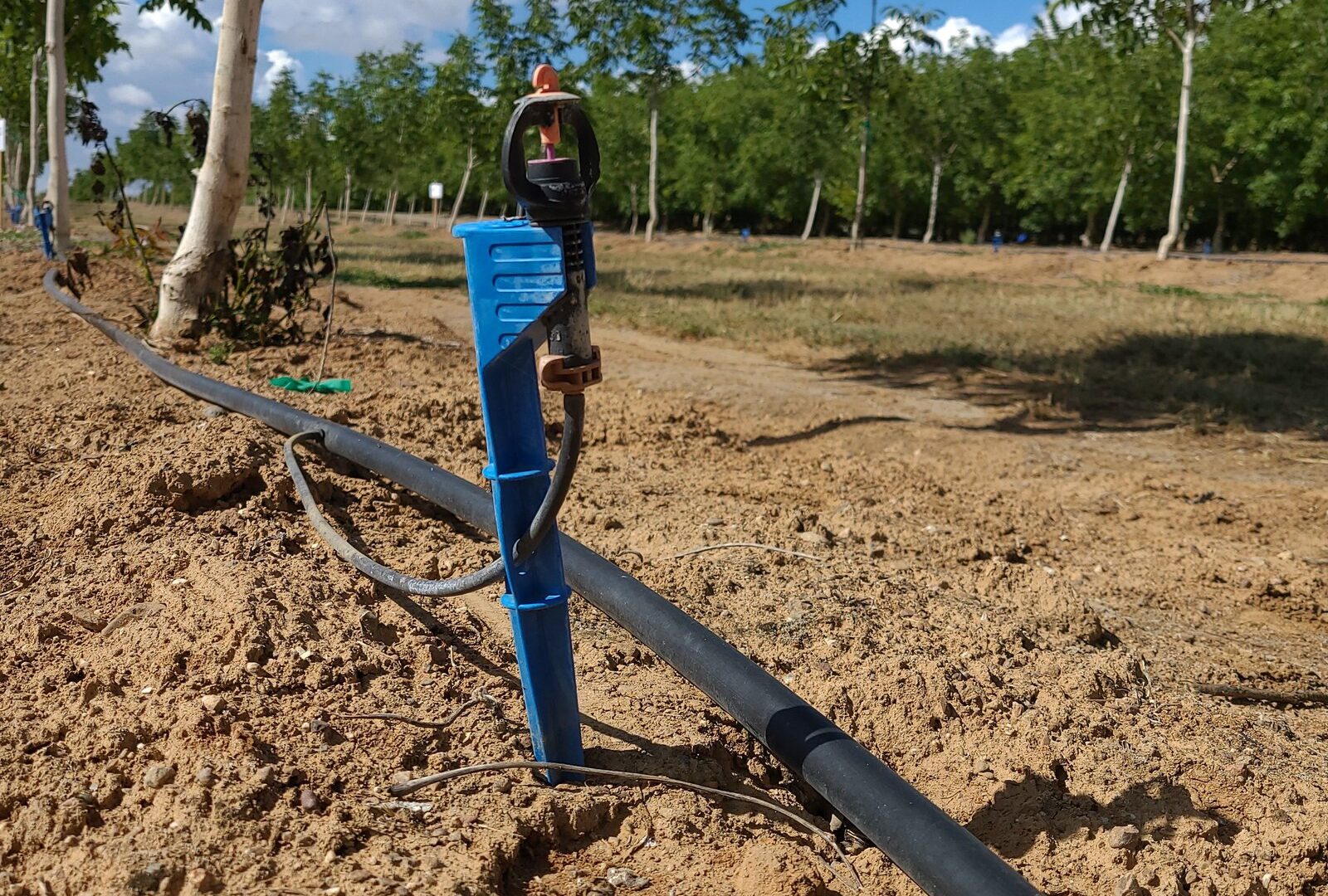 A blue micro-sprinkler riser and drip line deliver water along a row of young trees in a California orchard under a blue sky