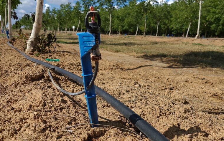 A blue micro-sprinkler riser and drip line deliver water along a row of young trees in a California orchard under a blue sky
