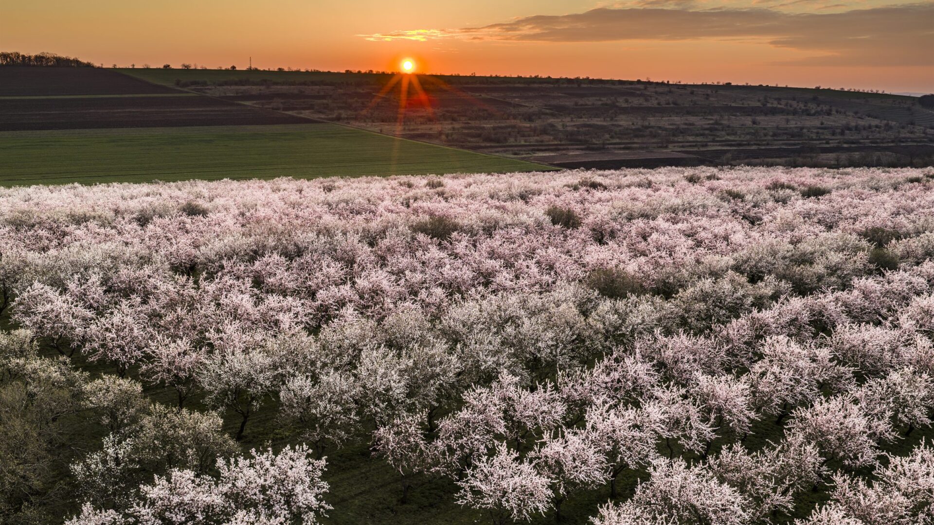 A California orchard at golden hour -- the agricultural enterprise Enterprise Ag Magazine serves
