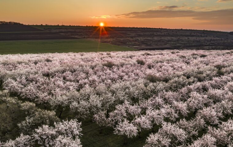 A California orchard at golden hour -- the agricultural enterprise Enterprise Ag Magazine serves