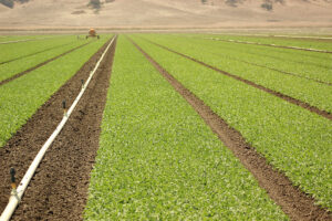 Irrigated field with drip tubing and young row crops stretching toward rolling hills