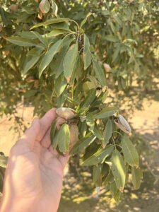 Hand holding a pistachio cluster on a leafy pistachio tree branch