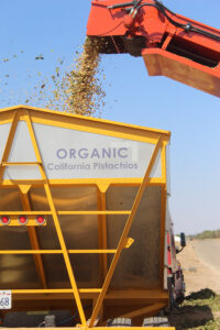 Truck unloading organic California pistachios into a yellow trailer labeled Organic California Pistachios